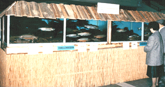 Alpen Fisch 1987