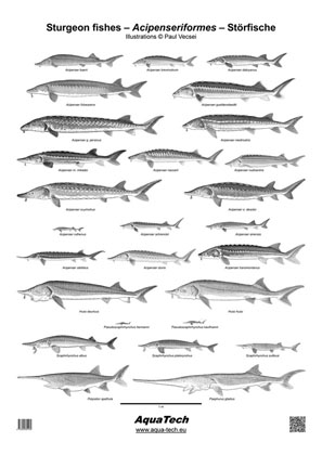 Poster - Störfische (Acipenseriformes) - ohne Text